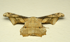 Gonodontis