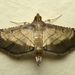 Cnaphalocrocis trebiusalis - Photo (c) sunnyjosef, alguns direitos reservados (CC BY), uploaded by sunnyjosef