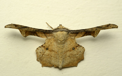 Gonodontis