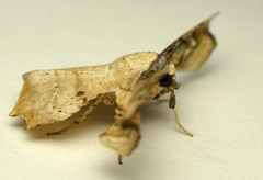 Gonodontis