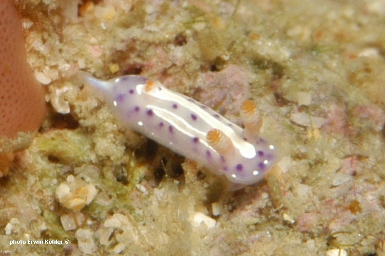 mexichromis-aurora-r-f-johnson-gosliner-1998