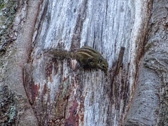 Tamiops maritimus formosanus