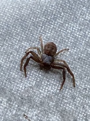Coriarachne depressa