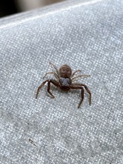 Coriarachne depressa