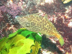 Meuschenia flavolineata