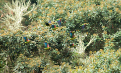 Hapalopsittaca fuertesi