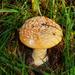 Amanita armeniaca - Photo (c) Reiner Richter, some rights reserved (CC BY-NC-SA), uploaded by Reiner Richter