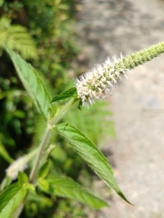 Pogostemon auricularia