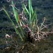 Alisma gramineum - Photo Gary Larson @ USDA-NRCS PLANTS Database / USDA NRCS. 1992. Western wetland flora: Field office guide to plant species. West Region, Sacramento, CA., sin restricciones conocidas de derechos (dominio público)