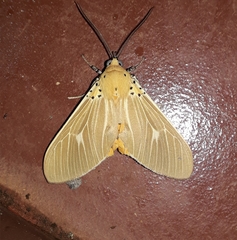 Asota producta