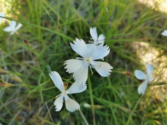 Dianthus petraeus