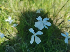 Dianthus petraeus