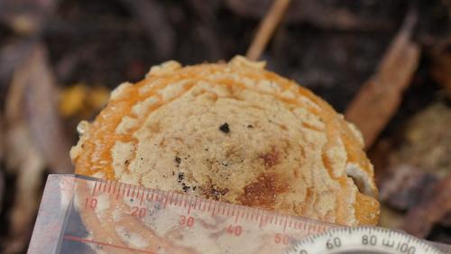 Amanita armeniaca image