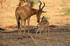 Alcelaphus buselaphus lelwel