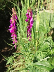 Hedysarum theinum