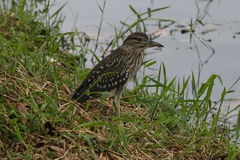 Nycticorax nycticorax