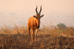 Alcelaphus buselaphus lelwel