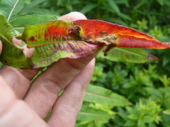 Pucciniastrum epilobii