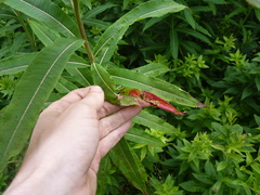 Pucciniastrum epilobii