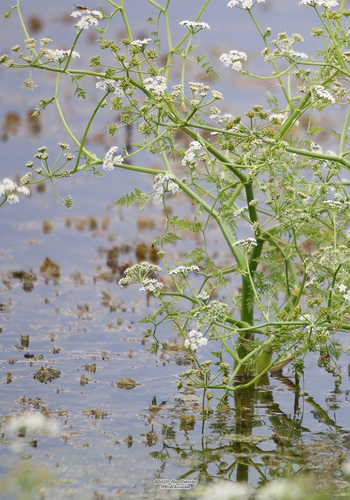 Fine-leaved Water-dropwort