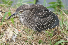 Nycticorax nycticorax