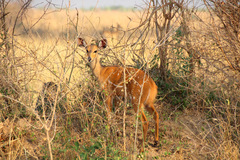 Tragelaphus scriptus bor