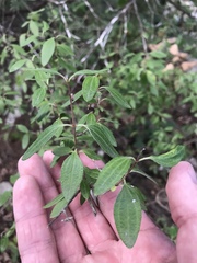 Philadelphus texensis