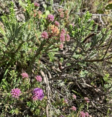 Agathosma serpyllacea