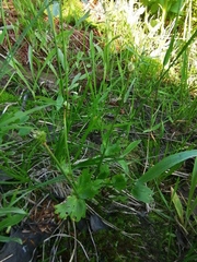 Ranunculus altaicus