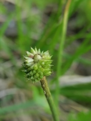 Ranunculus altaicus