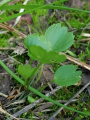 Ranunculus altaicus