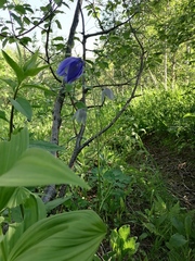 Aquilegia jucunda