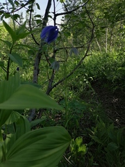 Aquilegia jucunda