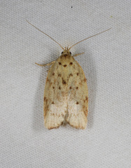 Euchaetis
