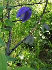Aquilegia jucunda