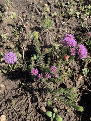 Agathosma serpyllacea