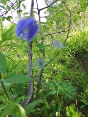 Aquilegia jucunda