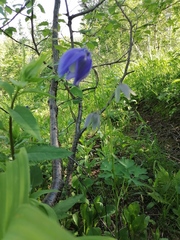 Aquilegia jucunda