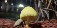 Leucocoprinus birnbaumii image