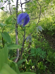 Aquilegia jucunda