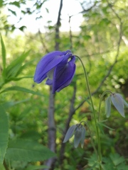 Aquilegia jucunda
