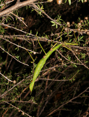 Acanthoxyla inermis