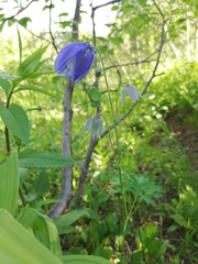 Aquilegia jucunda