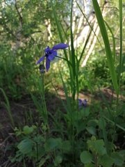 Aquilegia jucunda