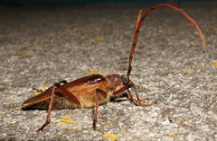 Ochrocydus huttoni