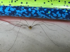 Leiobunum curvipalpe