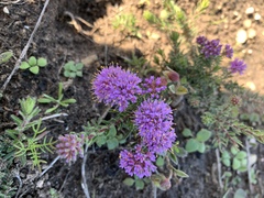 Agathosma serpyllacea