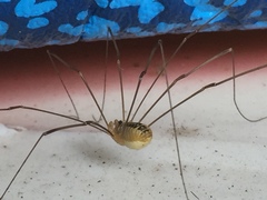 Leiobunum curvipalpe