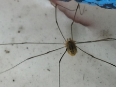 Leiobunum curvipalpe