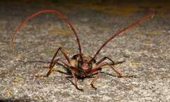 Ochrocydus huttoni